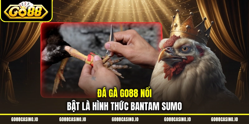 Đá Gà Live Go88 | Hướng Dẫn Theo Dõi Trận Đấu Và Đặt Cược 1 Đá gà Go88 nổi bật là hình thức Bantam Sumo
