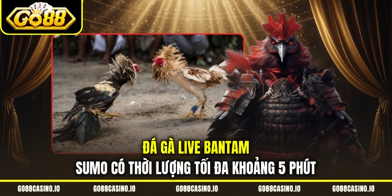 Đá Gà Live Go88 | Hướng Dẫn Theo Dõi Trận Đấu Và Đặt Cược 2 Đá gà live Bantam Sumo có thời lượng tối đa khoảng 5 phút